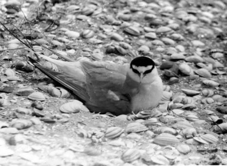 bontbek.jpg (large) Strandplevier op het nest
