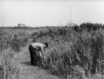 Korfmaker in de Kleine Beer