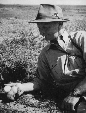 Korfmaker nij een nest van de bergeend