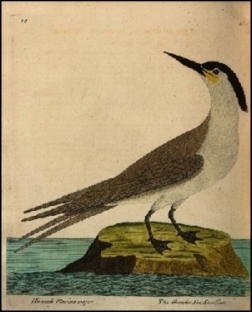 1734, Albin, A natural history of birds (BHL), deel 2, London