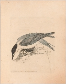 1800, Lewin, The birds of Great Britain (BHL), deel 7, London