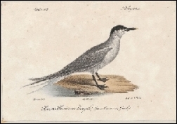 1842, Temminck, Atlas des oiseaux d’Europe (Gallica), deel 2, Paris