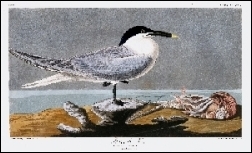 1844, Audubon, The birds of America (BHL), deel 7, New York