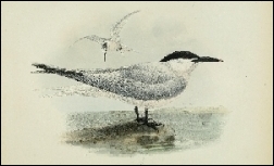 1871, Dresser, A history of the birds of Europe (BHL), deel 8, London