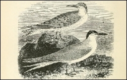 1871, Yarrell, A history of British birds (BHL), 4de druk, deel 3, London