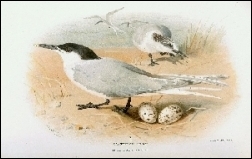 1885-1887, Lilford, Coloures figures of teh birds of the British islands (BHL), veel 6, London