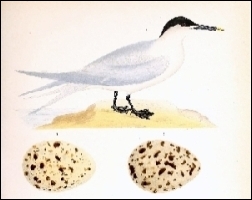 1886, Des Murs, Les oiseaux d'eau (BHL), deel 1, Paris