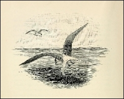 1888, Dixon, Our rarer birds, being studies in ornithology & oology (BHL), London