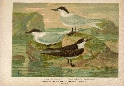 1903, Naumann, Naturgeschichte der Vögel Mitteleuropas (BHL), deel 11, Gera