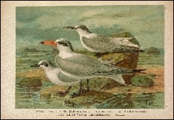 1903, Naumann, Naturgeschichte der Vögel Mitteleuropas (BHL), deel 11, Gera