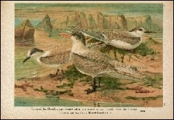 1903, Naumann, Naturgeschichte der Vögel Mitteleuropas (BHL), deel 11, Gera
