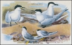 1951, Tunnicliffe, Birds of the estuary, Harmondsworth