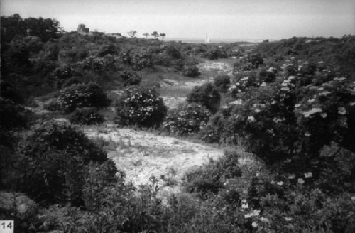 Een gedeelte van het duinterrein ten noorden van de hoofdweg