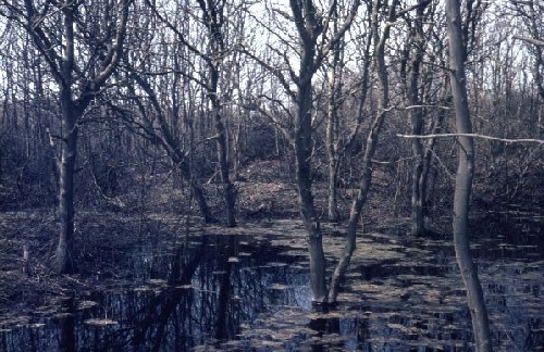 Nat bos ten zuiden van de hoofdweg