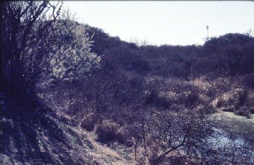 Dijkduinen met een plasje en wilgekatjes