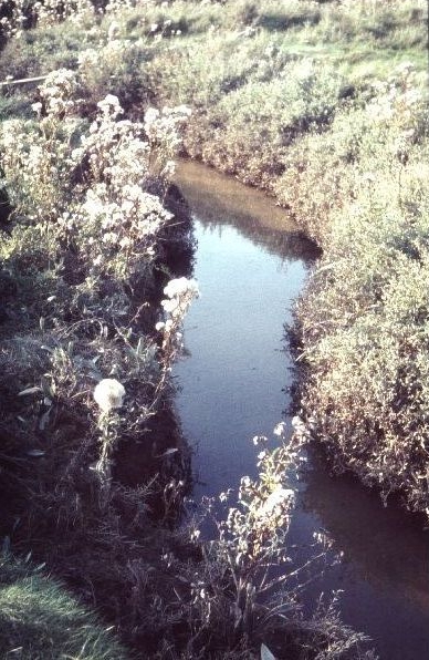 Noordelijk deel van het Groene strand met de getijdegeul en uitgebloeide zeeasters