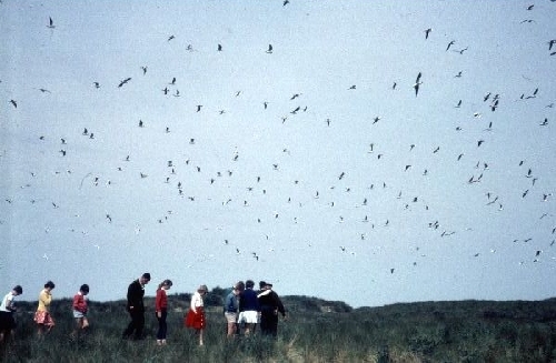 In de kapmeeuwenkolonie