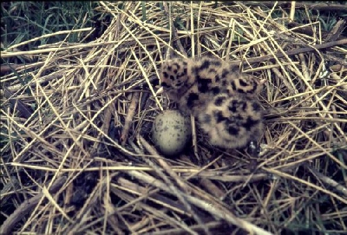 Uitkomend ei in de kapmeeuwenkolonie