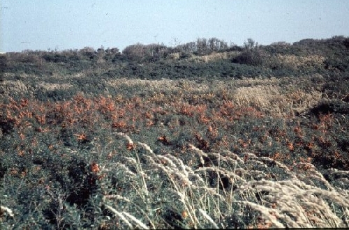 Ten westen van de Weermachtsweg een gebied met duindoorns
