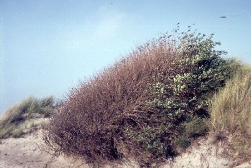 Een duinerij met een verwaaide vlier