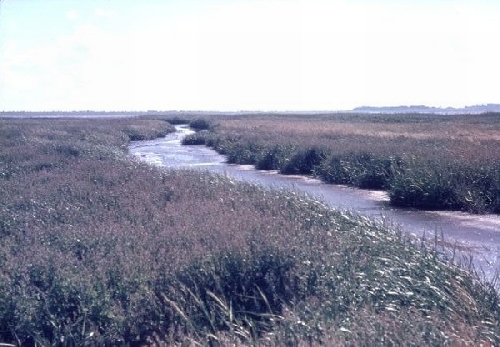De getijdengeul aan de zuidkant van het Groene Strand