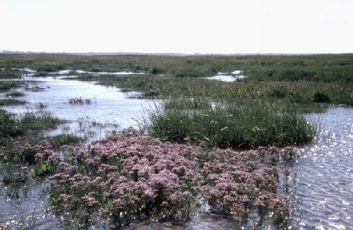 Het meest zuidelijke deel van het Groene Strand met lamsoor