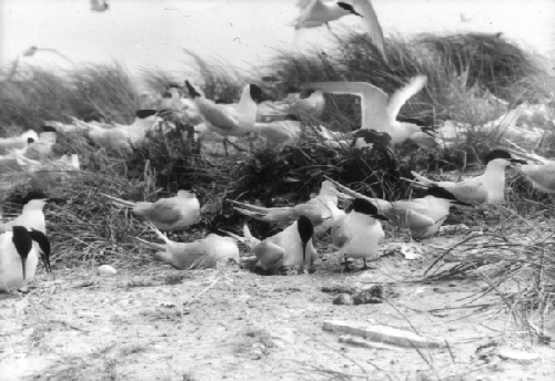 Kolonie van grote sterns 