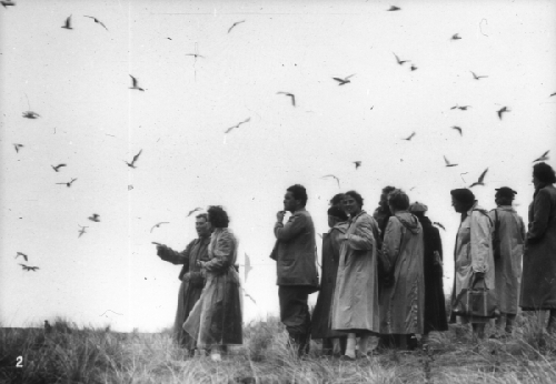 Excursie in de meeuwenkolonie