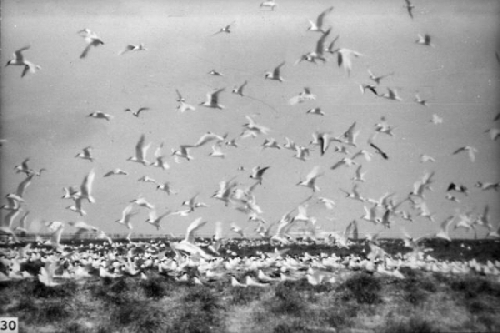 Grote Sterns op De Beer, ca. 1950