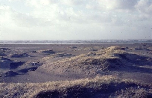 Het Groene Strand met de duintjes waar de broedplaatsen van de grote stern waren