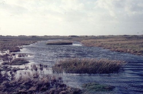 Geulen op het Groene Strand