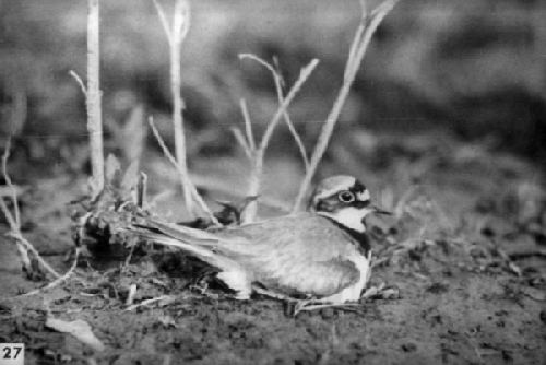 Kleine plevier op het nest, ca. 1948