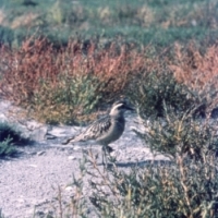 Morinelplevier op het Groene Strand