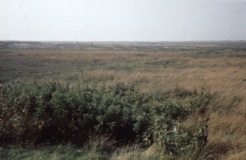 Zuidelijk op het Groene Strand met op de voorgrond heemst