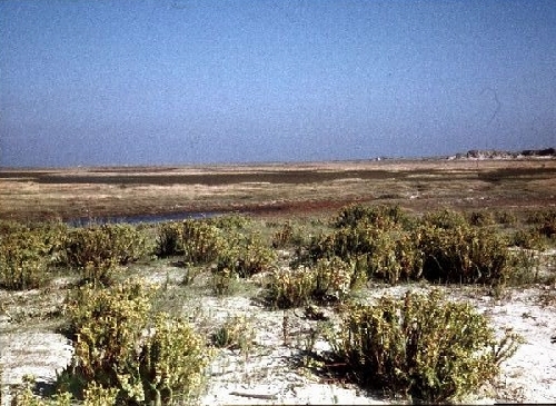 Zeewolfsmelk op het Groene Strand