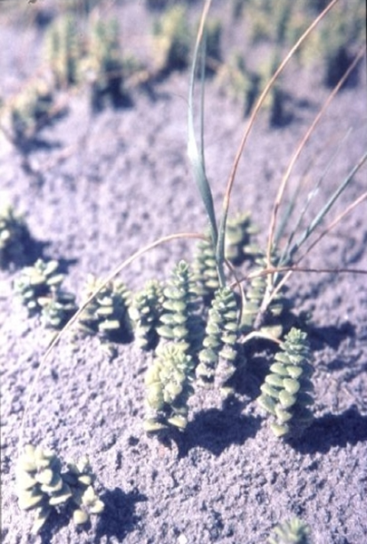 Zeepostelein op het Groene Strand