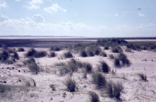 Op het zuidelijke deel van het Groene Strand met met helm beklede duintopjes