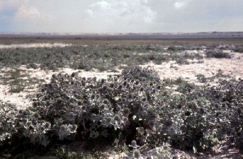 Blauwe zeedistels op het Groene Strand