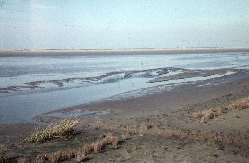 Slikgeul op het zuidwestelijk deel van het strand