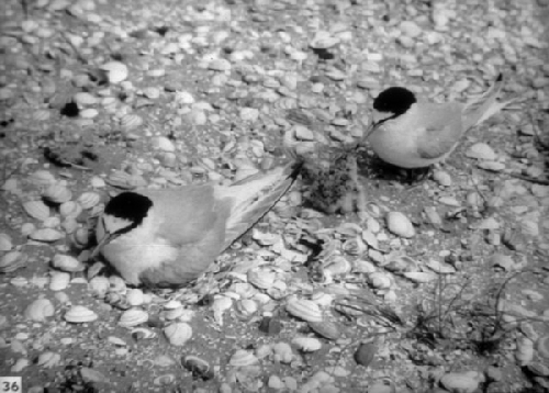 Dwergsterns met jong