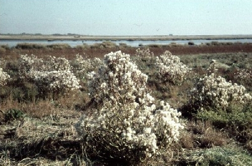 Jongste duintjes aan de zuidkant met uitgebloeide zeeasters