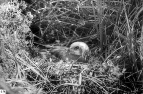 Bruine Kiekendief op het nest