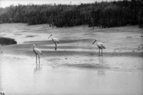 Lepelaars op het Zuidslik van De Beer
